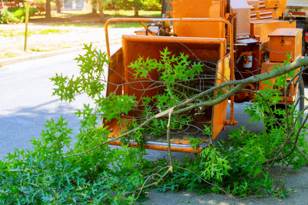 Best Emergency Storm Tree Removal  in Longview Heights, WA